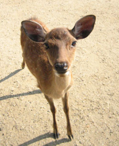 じぃ～と見つめる鹿さん