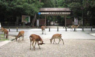 春日大社参道にて