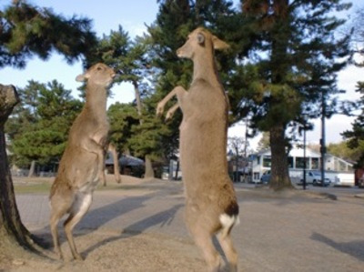 メス鹿の闘い