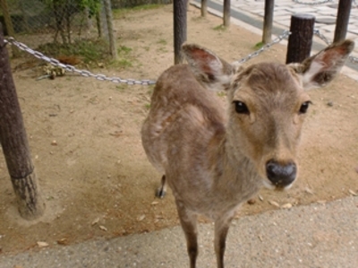 出産期