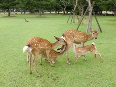 親子シカ解放