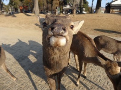 鼻に付いてるものは？