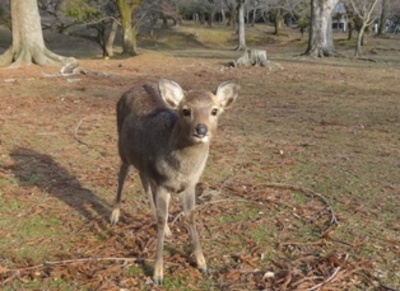 かわいい小鹿