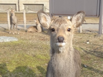 おはよう小鹿ちゃん