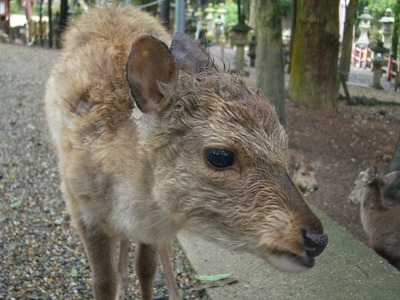 おチビ