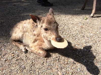 話題のおチビ