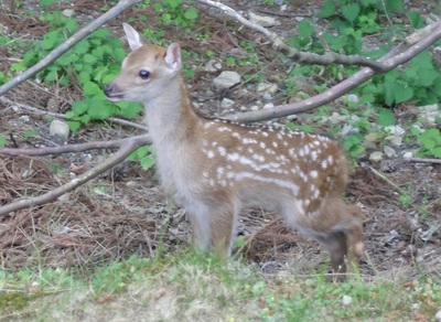 公園の赤ちゃん鹿