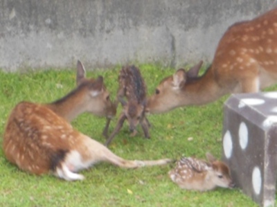 ママはどっちでしゅか