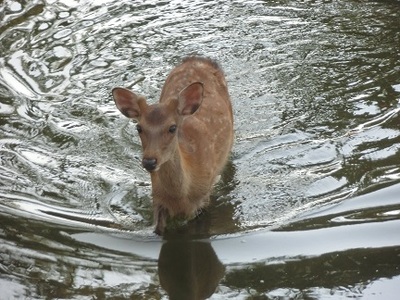 奈良公園もプール開き？