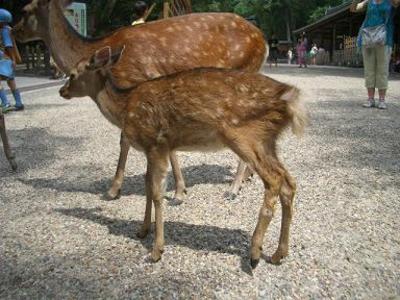 おチビ・その後