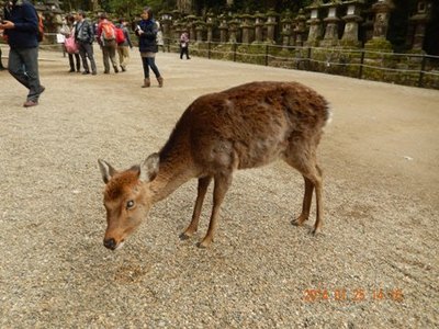 別鹿です