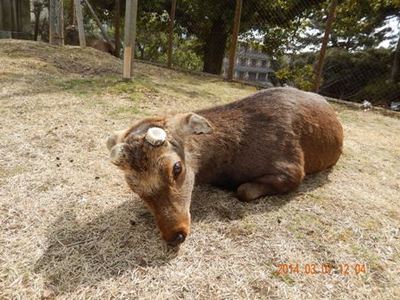 きょうのたれ耳さん