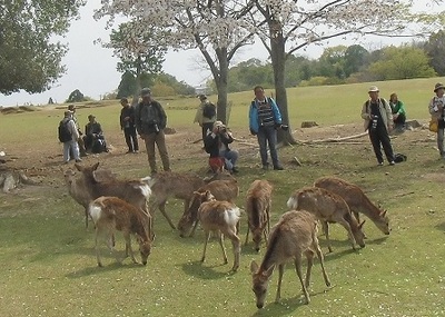 飛火野で花見