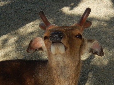 きょうもゴキゲンだ！