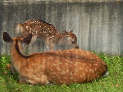 生まれました！