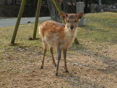 夏毛の子鹿