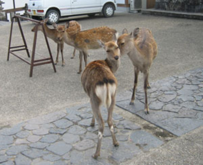 東大寺二月堂前にての鹿さん1