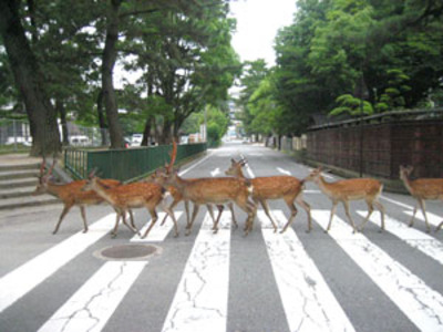 横断歩道をわたるしかさん