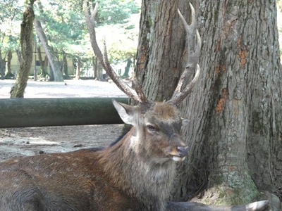 奈良の角鹿