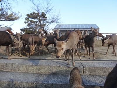 興福寺の鹿たち