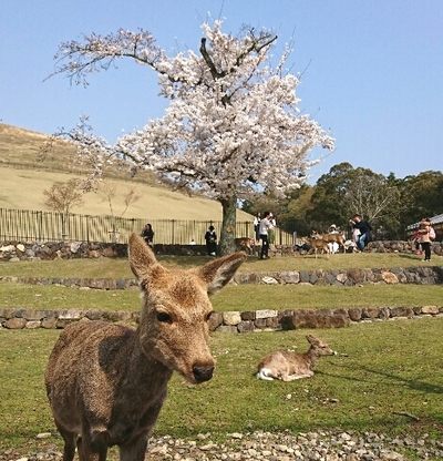 奈良の鹿と桜