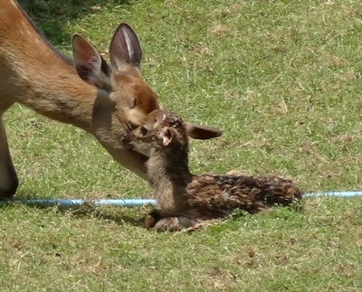 初めての小鹿出産